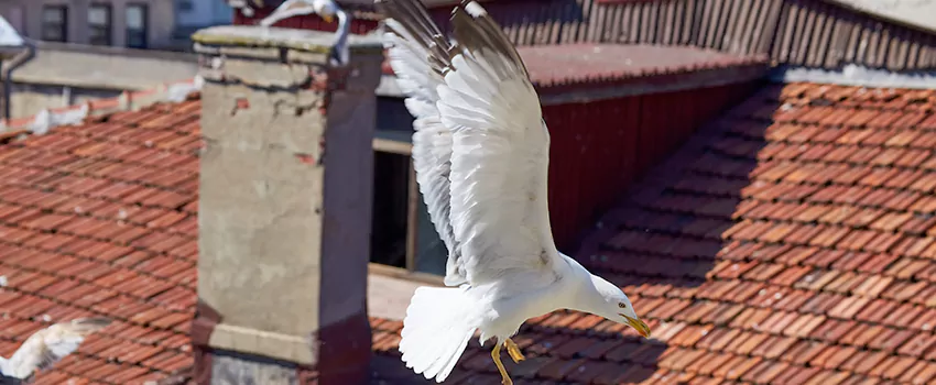 Residential Chimney Animal Removal Solution in Leisure City, FL