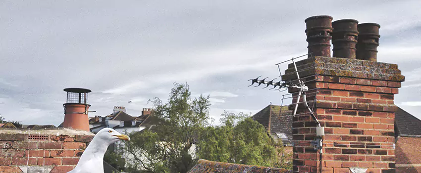 Chimney Cleaning And Restoration in Leisure City, Florida